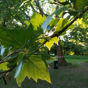 Blätter der Platane