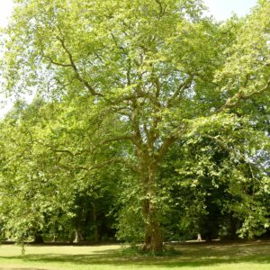 Habitus einer großen Platane