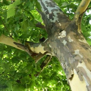 Rinde der Platane blättert ab