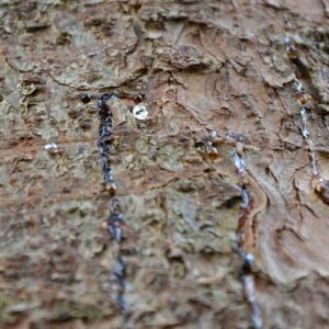 Harztropfen treten aus Einbohrlöchern des Borkenkäfers aus.