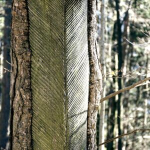 Alte Wunde zur Harzgewinnung an Kiefer