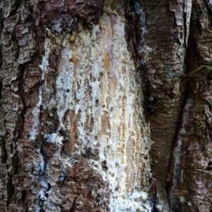 Getrocknetes Harz verschließt eine Wunde am Kiefernstamm