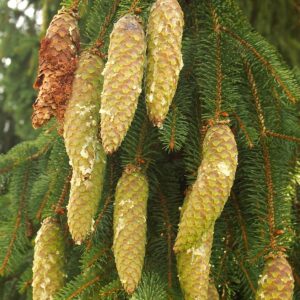Fichtenzapfen mit duftendem Harz