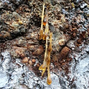 Frisches Harz tropft aus einer Wunde an Kiefer