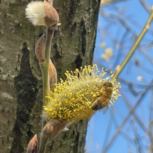 Salweide: Biene an blühendem Weidenkätzchen