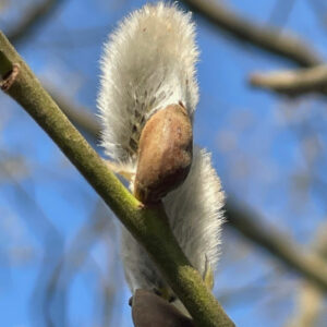 Flauschiges Weidenkätzchen der Salweide – C.Dreckmann