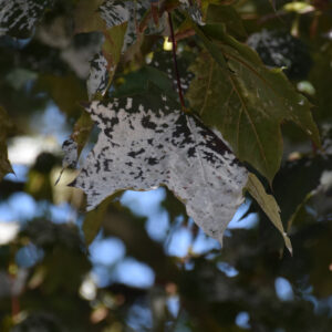 Starker Mehltaubefall am Spitzahorn