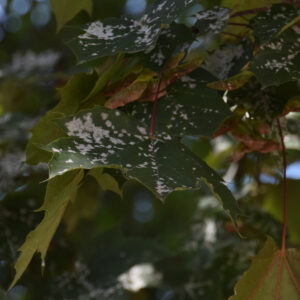 Spitzahorn mit Mehltaubefall