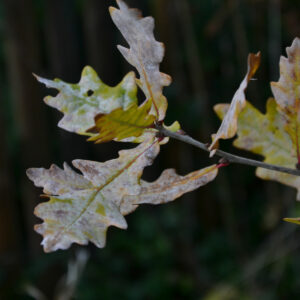 Eine von Mehltau befallene Eiche