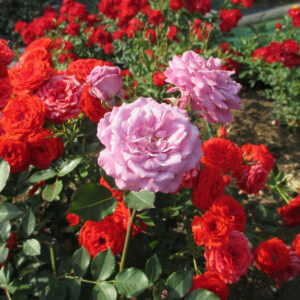 Gesunde Rosen in rot und rosa