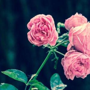 Mehltau an einer rosa Rose