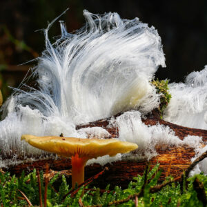 Haareis im Wald vor einem Pilz