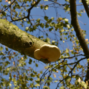 Mit Birkenporling befallene Kappungsstelle an einem Ast