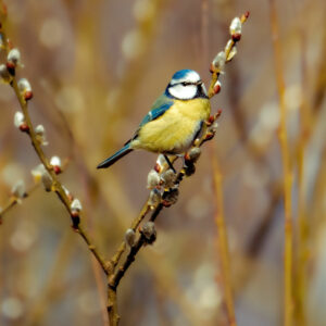 Salweide: Blaumeise auf Weidenkätzchenzweig
