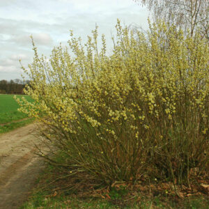 Salweide: blühender Busch mit Weidenkätzchen