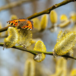 Salweide: Schmetterling an Weidenkätzchen