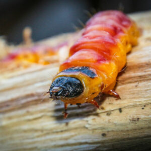 Salweide: Larve des Weidenbohrers auf Holz