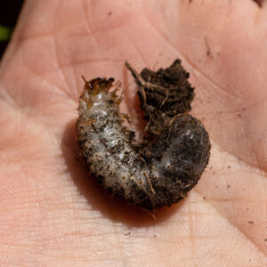 Ein Engerling des Rosenkäfers auf der Hand. Er liegt eingerollt auf dem Rücken.