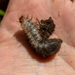 Ein Engerling des Rosenkäfers auf der Hand. Er dreht sich auf den Rücken.