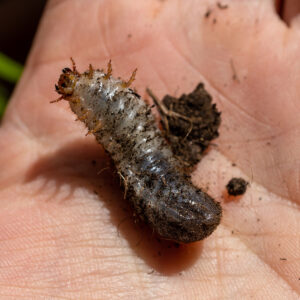 Ein Engerling des Rosenkäfers auf der Hand. Er streckt sich, um sich fortzubewegen.