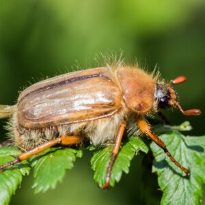 Ein Junikäfer sitzt auf den Blättern eines Weißdorn.