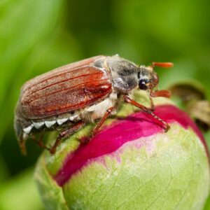 Ein Maikäfer sitzt auf der Knospe einer Pfingstrose.
