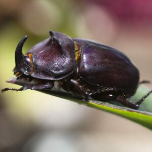 Ein Nashornkäfer sitzt auf einem grünen Blatt