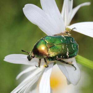 Ein Rosenkäfer sitzt auf einer weißen Blüte