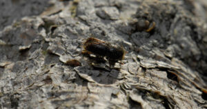 Borkenkäfer auf der Rinde einer Fichte