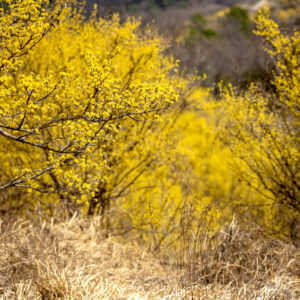 Blühende Kornelkirschen-Sträucher (Cornus mas) auf einer Wiesenfläche