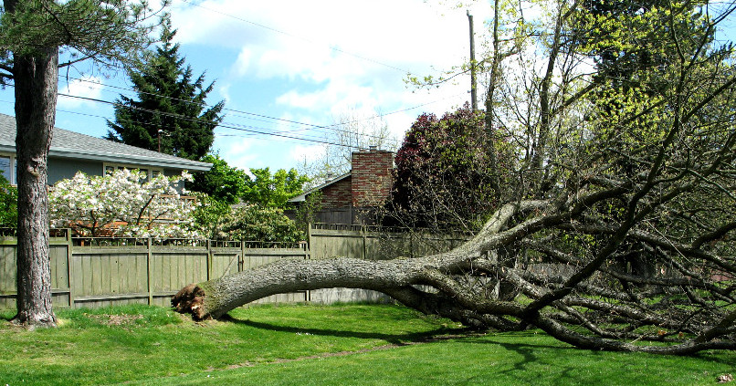 Umgestürzter Baum in einem Garten