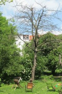 Kirschbaum ohne Blätter im Garten