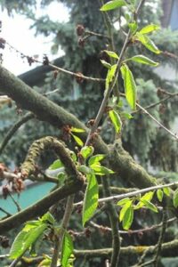 Zweige eines Kirschbaumes mit abgestorbenen und frischen Blättern