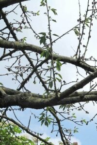 Zweige und Äste eines Kirschbaumes mit wenigen Blättern.