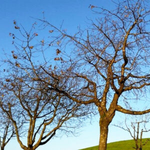 Kahle Kirschbäume auf einer Wiese