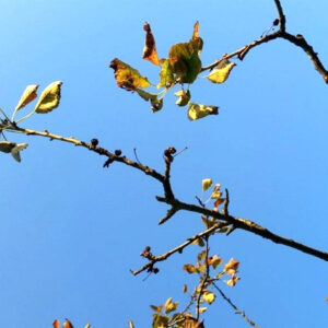 Zweige eines Kirschbaumes mit wenigen Blättern