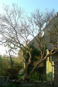 Flieder in Gestalt eines Baumes, so dick ist der Stamm.