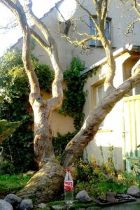 Sehr alter Fliederbaum mit kahlem, rindenlosem Stamm in einem Beet am Haus.