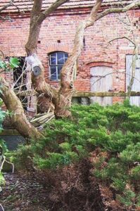 Dicker Stamm eines alten Fliederbaumes in einem Beet vor einem Gebäude