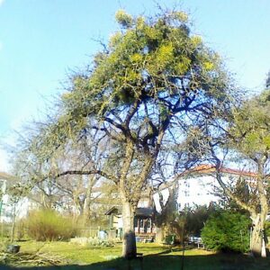 Apfelbaum in einem Garten mit vielen Misteln in der Krone