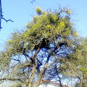 Die kahle Krone eines Apfelbaumes voller grüner Misteln