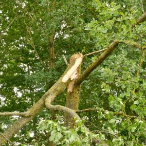 Eine Baumspitze ist abgebrochen.