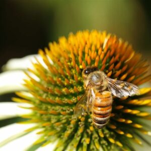 Eine Biene sitzt auf einer Blüte.