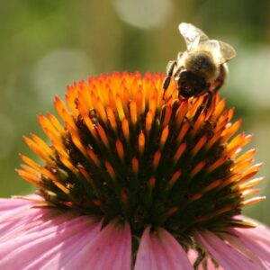 Eine Biene sitzt auf einer Echinazea-Blüte.