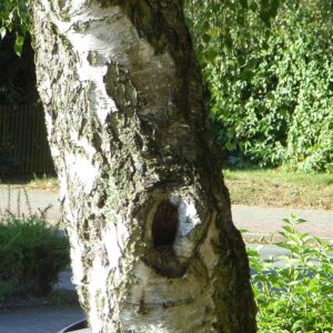 Stamm einer Birke mit überwachsener Schnittstelle