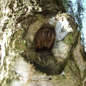 Alte überwachsene Schnittstelle von einem Ast an einer Birke