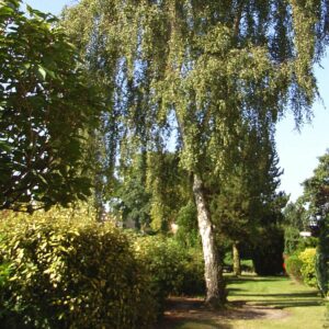 Leicht schräger Birkenbaum im Garten