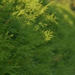 Hecke aus Lebensbäumen (Thuja)