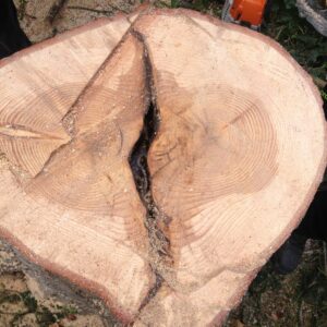 Stammquerschnitt eines Baumes mit zwei Kernen