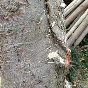 Ausbeulung an einem Baumstamm mit zwei Stämmlingen